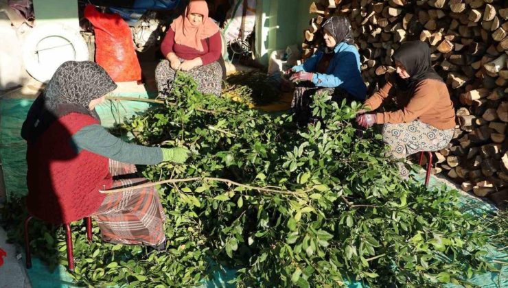 Alaçam’da Kadınların Defne Yaprağı Ekonomisi