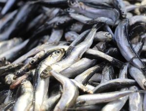 Balık sevenlere müjde! O balığın fiyatı tezgahlarda yarı yarıya düştü…