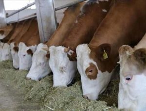 Damızlık hayvan üreme eserlerine ait yordam ve temeller belirlendi