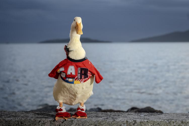 Gülden Toptaş ve Pekin Ördeği Zeze'nin Sıcak İlişkisi