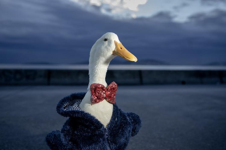 Gülden Toptaş ve Pekin Ördeği Zeze'nin Sıcak İlişkisi