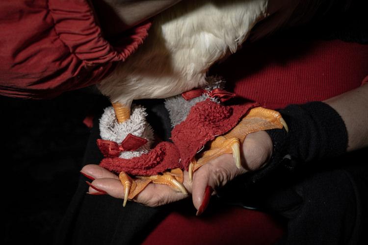 Gülden Toptaş ve Pekin Ördeği Zeze'nin Sıcak İlişkisi