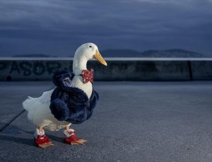 Gülden Toptaş ve Pekin Ördeği Zeze’nin Sıcak İlişkisi