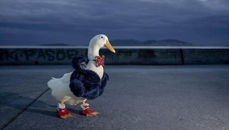 Gülden Toptaş ve Pekin Ördeği Zeze’nin Sıcak İlişkisi