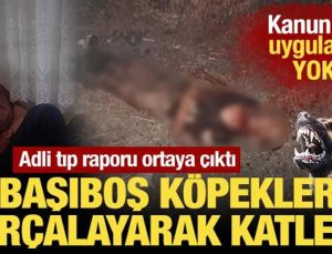 İsimli tıp raporu ortaya çıktı: Başıboş köpekler parçalayarak katletti