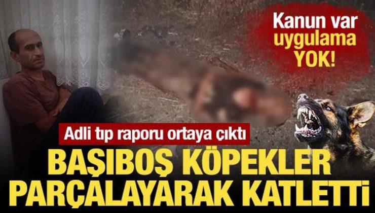 İsimli tıp raporu ortaya çıktı: Başıboş köpekler parçalayarak katletti