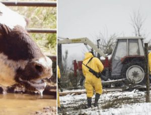 35 yıl sonra görülen hastalık tasaya neden oldu: Yayılırsa felaket olacak
