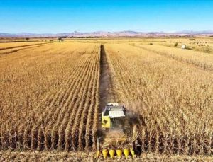 Almanya’da tarım eserleri üretici fiyatları artmaya devam ediyor