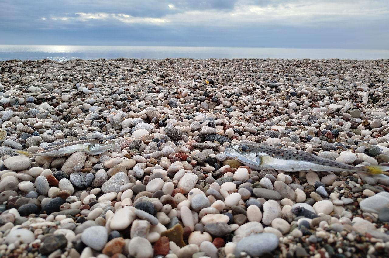 Kıyılarda balon balığı tehlikesi