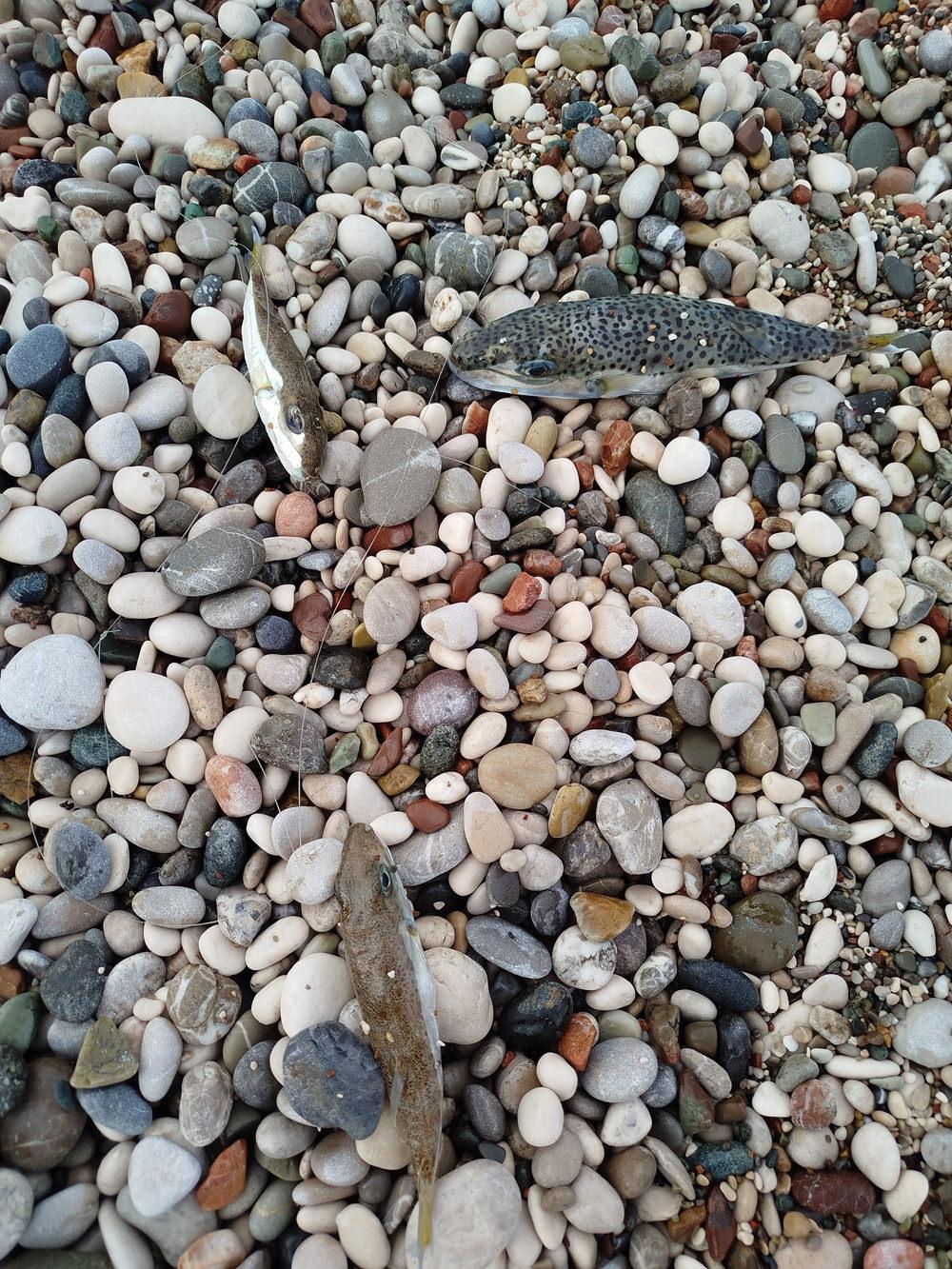 Kıyılarda balon balığı tehlikesi