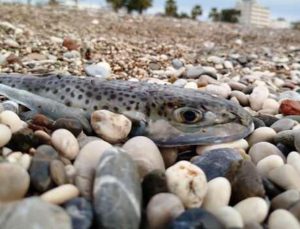 Kıyılarda balon balığı tehlikesi