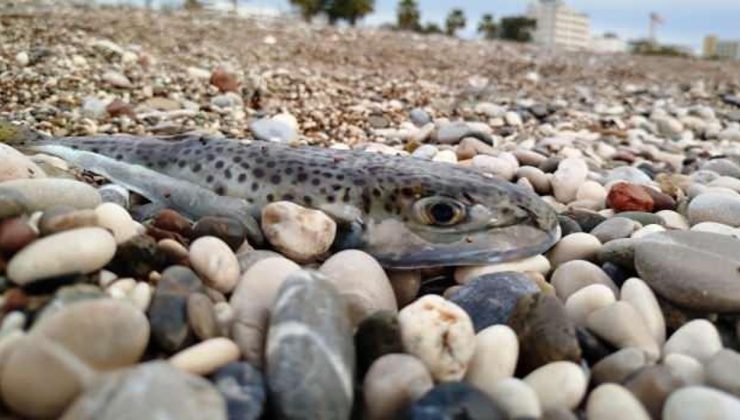 Kıyılarda balon balığı tehlikesi