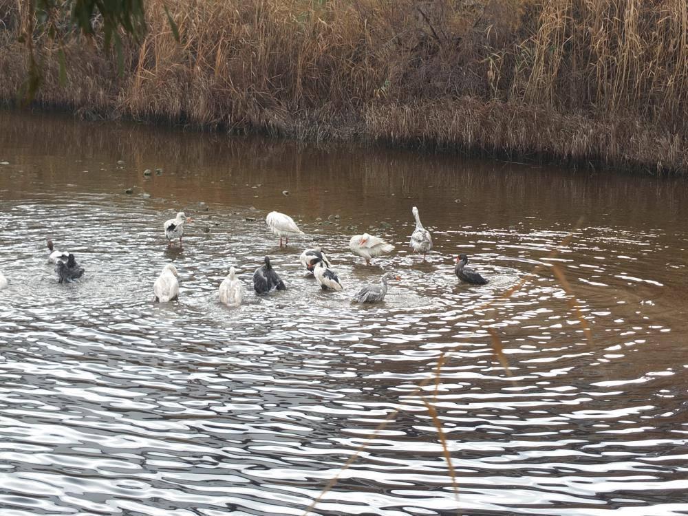 Komşularının şikayetinden bıktı, beslediği kazları saldı!