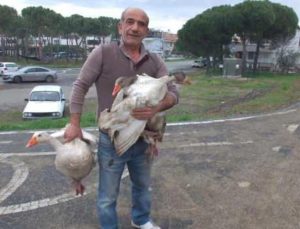 Komşularının şikayetinden bıktı, beslediği kazları saldı!