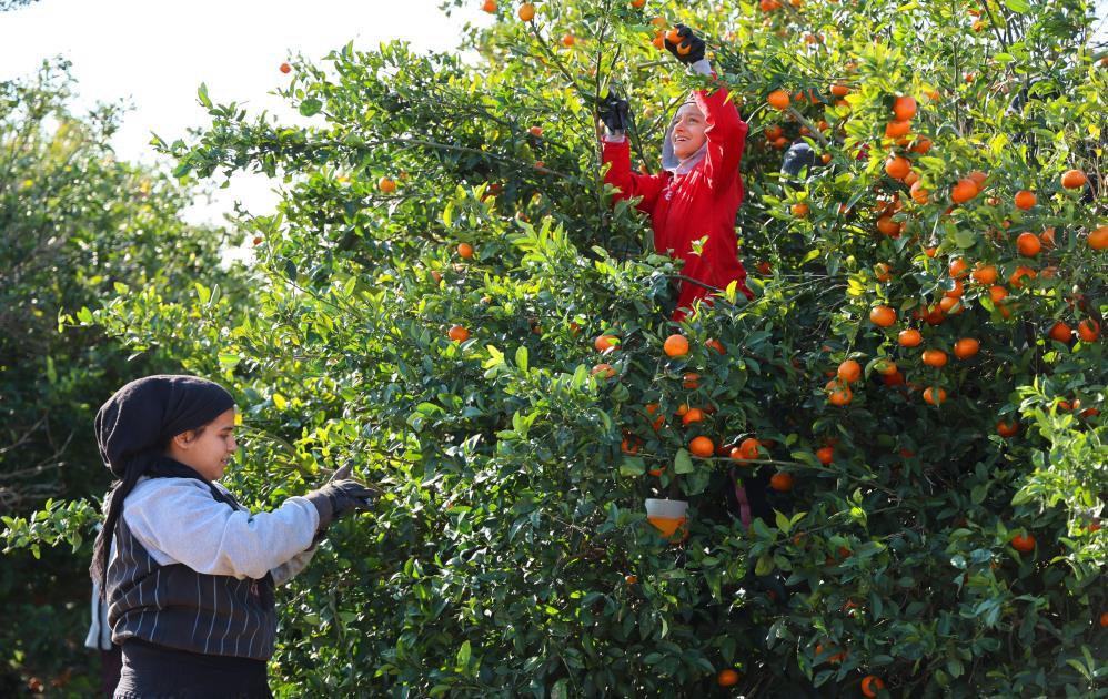 Mandalina hasadı sürüyor: 'Dalında fiyat 17-18 lira'