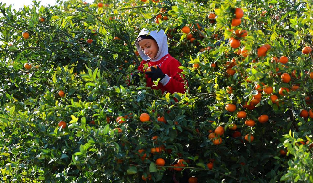 Mandalina hasadı sürüyor: 'Dalında fiyat 17-18 lira'