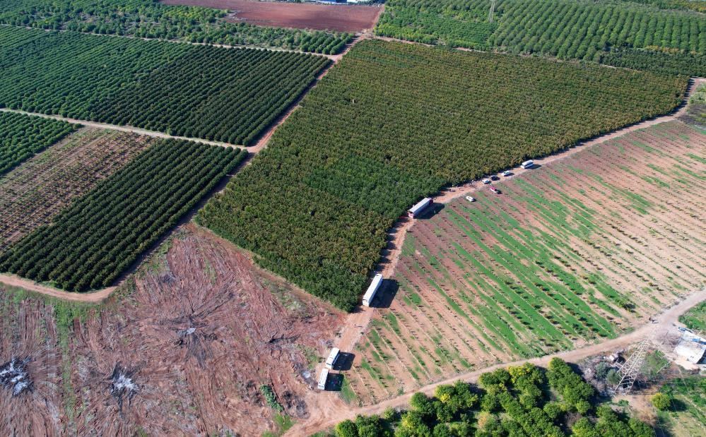 Mandalina hasadı sürüyor: 'Dalında fiyat 17-18 lira'