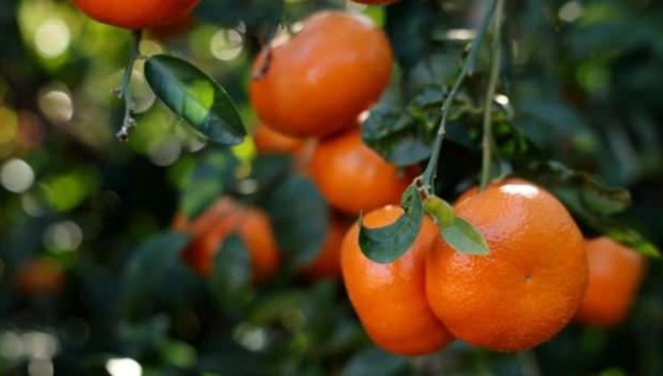 Mandalina hasadı sürüyor: ‘Dalında fiyat 17-18 lira’