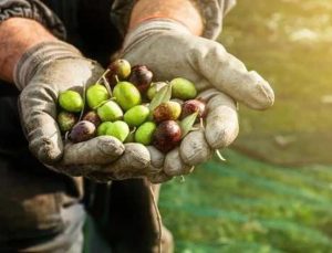 Marmarabirlik yağlık ve sofralık zeytin alım fiyatlarını açıkladı