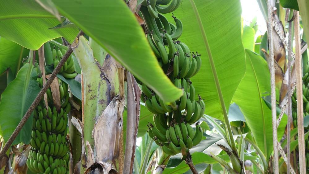 Muz fiyatları üreticinin yüzünü güldürüyor!