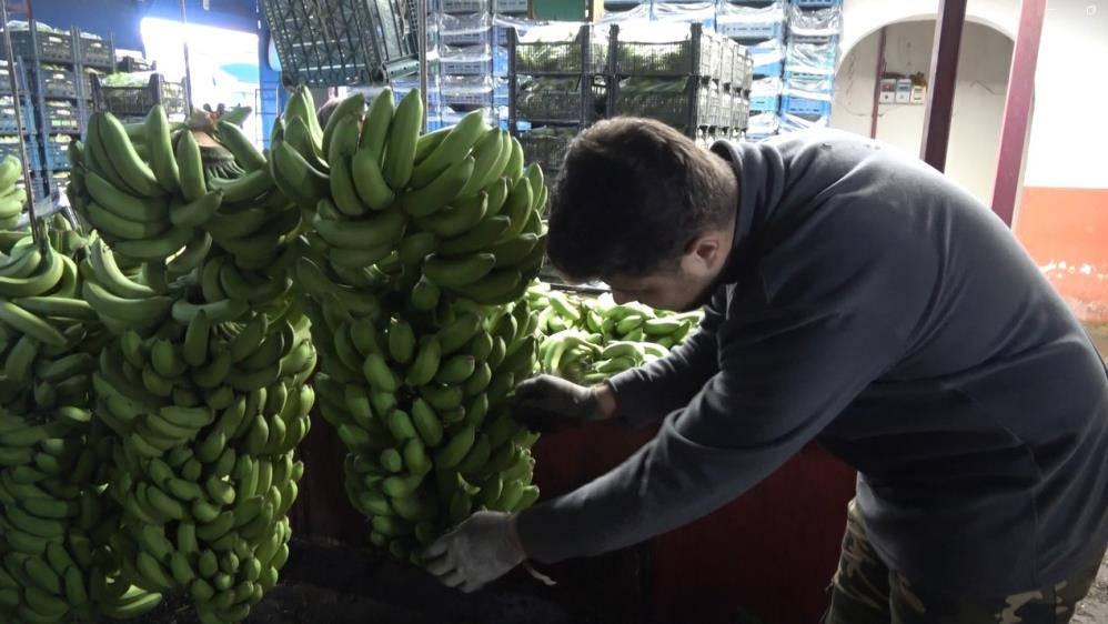 Muz fiyatları üreticinin yüzünü güldürüyor!