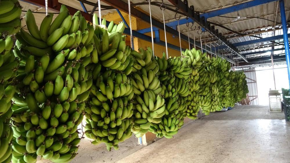 Muz fiyatları üreticinin yüzünü güldürüyor!