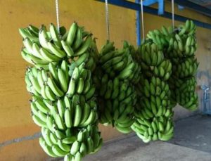 Muz fiyatları üreticinin yüzünü güldürüyor!