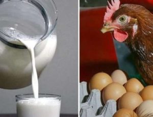 TÜİK: Tavuk eti, yumurta ve içme sütü üretimi azaldı