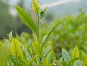 Türk çayı ihracatında Belçika son 5 yılda birinci sırada yer aldı