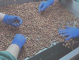 124 ülke fındık için Türkiye’ye para yağdırdı