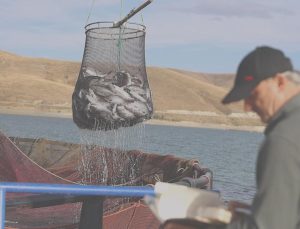 Bayburt’ta hasadı başladı: Tonlarca eser Rusya yolunda