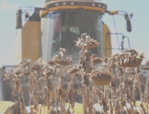 Ceylanpınar’da ayçiçeği hasadı başladı