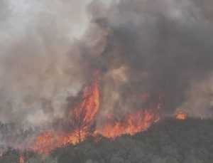 Edirne İpsala’da anız yangını ağaçlık alana sıçradı