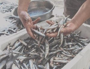 Hamsi, istavrit, barbun ve sardalya hepsinin fiyatı düştü: Ballık bolluğu yaşanıyor