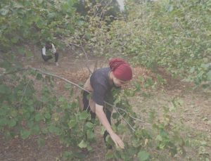 Hasadı file örgüyle yapılıyor, yüzde 80 tasarruf sağlıyor: Rekolte bu yıl rekor kırdı