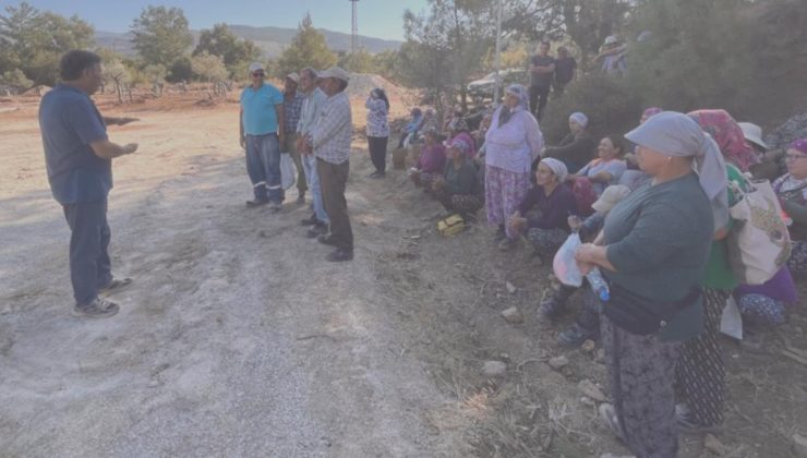Kömürcü şirket zeytin dikim alanına çeşit düzenlemeye başladı “151 zeytin söktük 151 tane daha sökeceğiz”