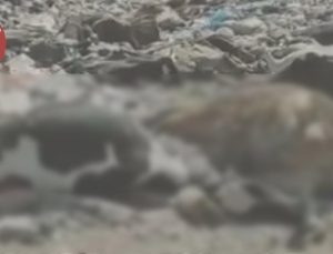 Konya’daki Şap Salgını: Hayvancılık sektörünü derinden etkileyen olaylar ve çiftçilere yönelik çağrılar