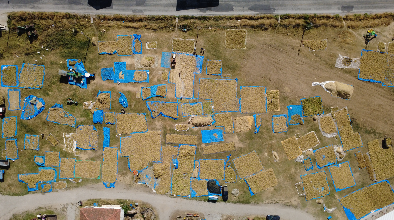 Susuz ve kimyasalsız: Demirci fasulyesi Türkiye’nin sofralarını fethediyor