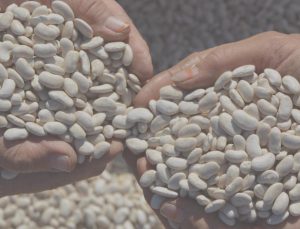 Susuz ve kimyasalsız: Demirci fasulyesi Türkiye’nin sofralarını fethediyor