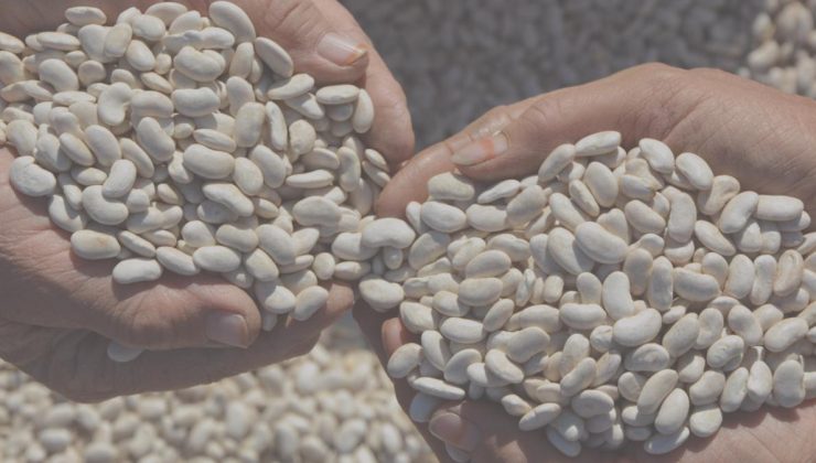 Susuz ve kimyasalsız: Demirci fasulyesi Türkiye’nin sofralarını fethediyor