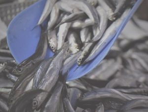 Trabzon’da av bollaştı: Hamsinin kilosu 100 liraya düştü