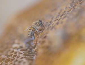 Türkiye arıcılıkta dünyada ikinci sırada