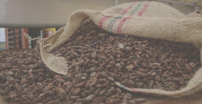 Geçen yıl rekor kırmıştı, bu sefer sert düştü: Kakao fiyatları eriyor