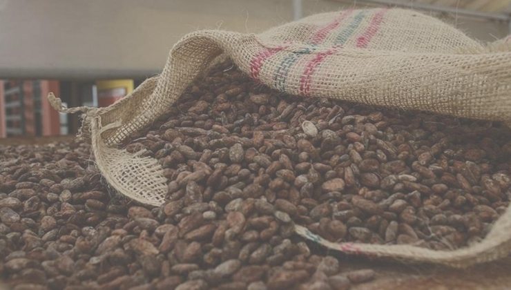 Geçen yıl rekor kırmıştı, bu sefer sert düştü: Kakao fiyatları eriyor