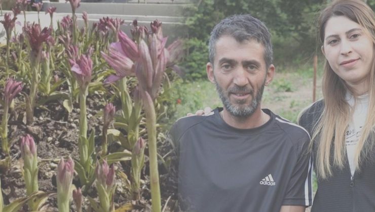 Kilosu bin liraya yükseldi, hasadı çok verimli: Ailecek eken servet kazanıyor
