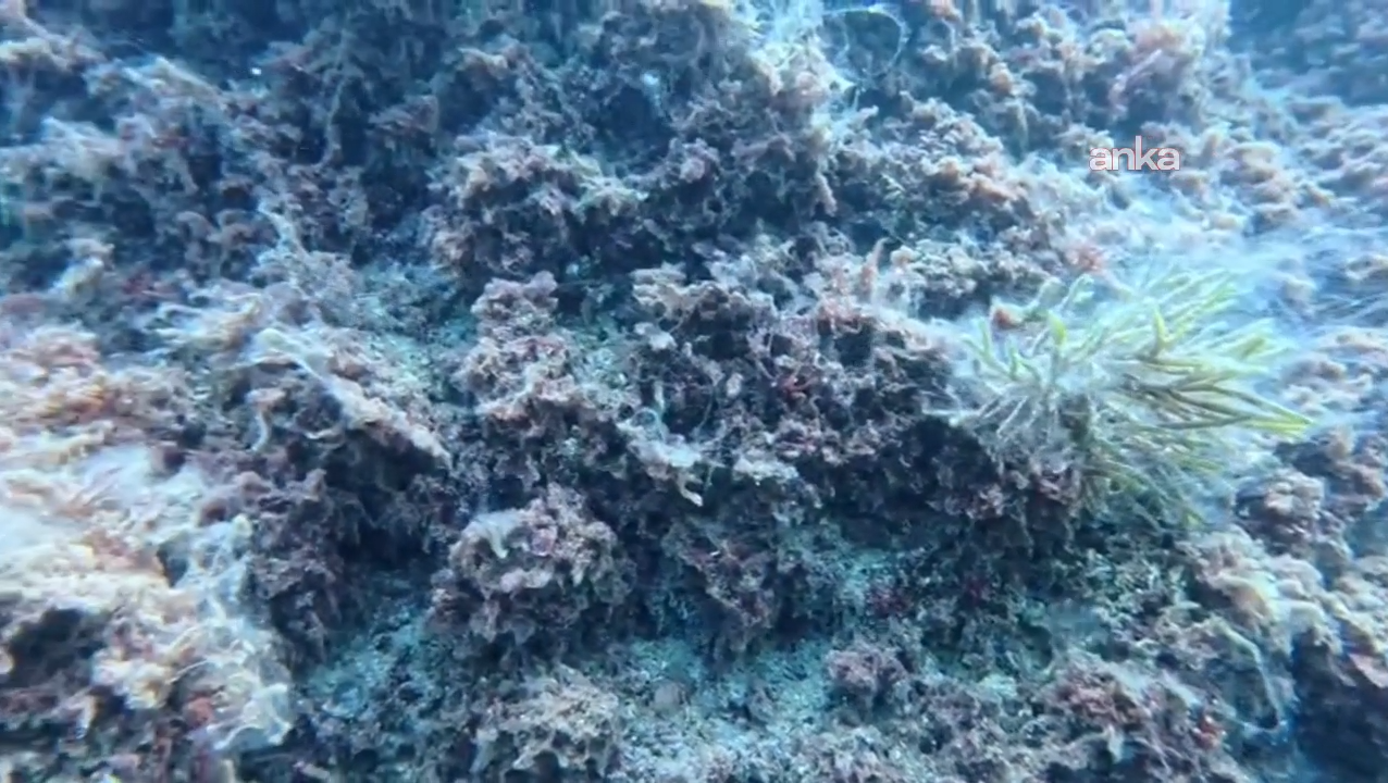 Marmara'nın kabusu yine görüldü! Uzman isimden korkutan açıklama: 4 haftamız var!