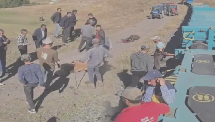 Yük treni büyükbaş sürüsüne çarptı; 5 inek öldü